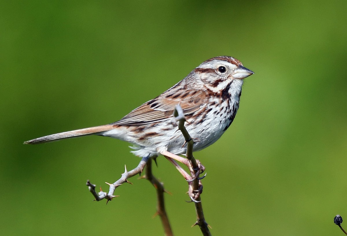 Song Sparrow - David Provencher
