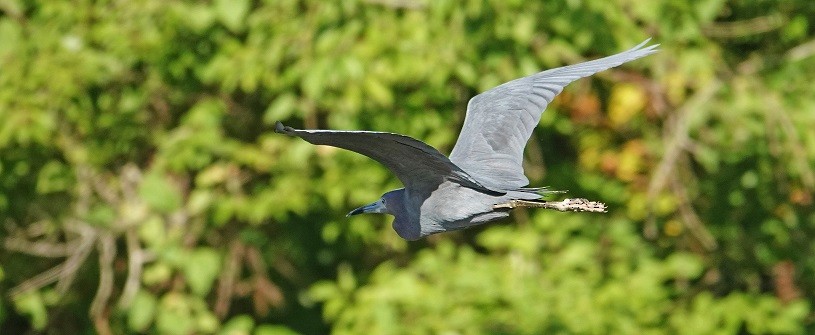 Little Blue Heron - Donald Sutherland