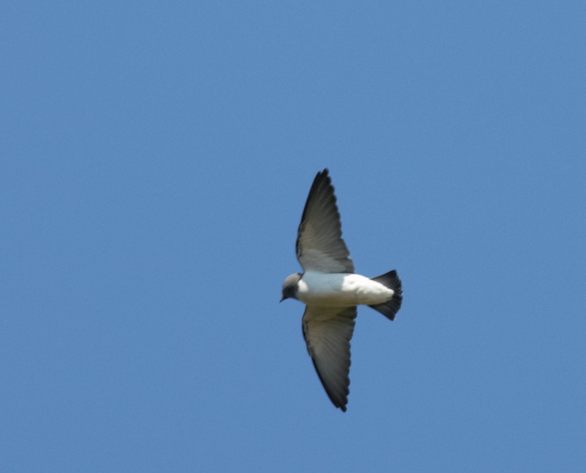 White-breasted Woodswallow - ML103824551