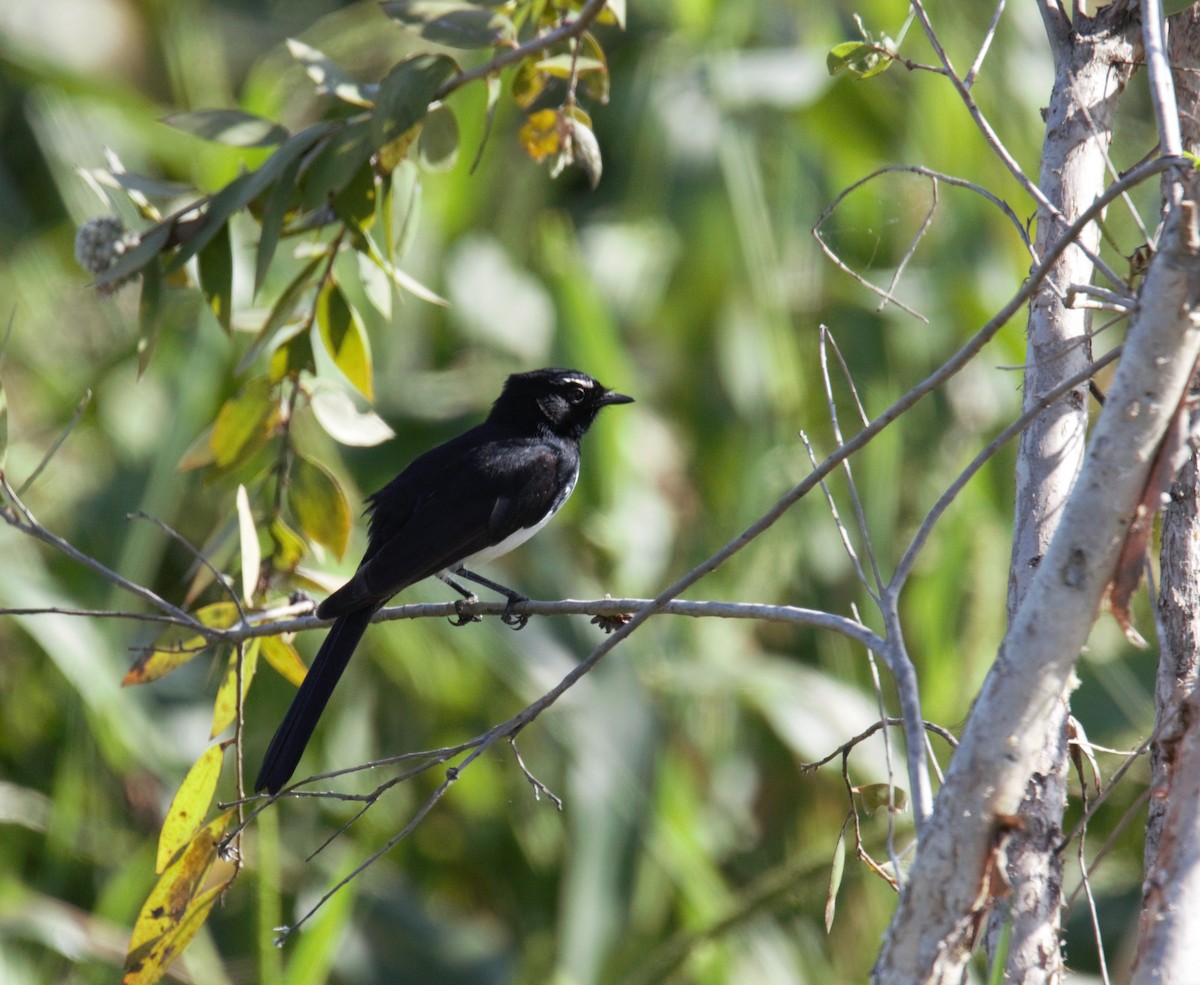 Willie-wagtail - ML103825131