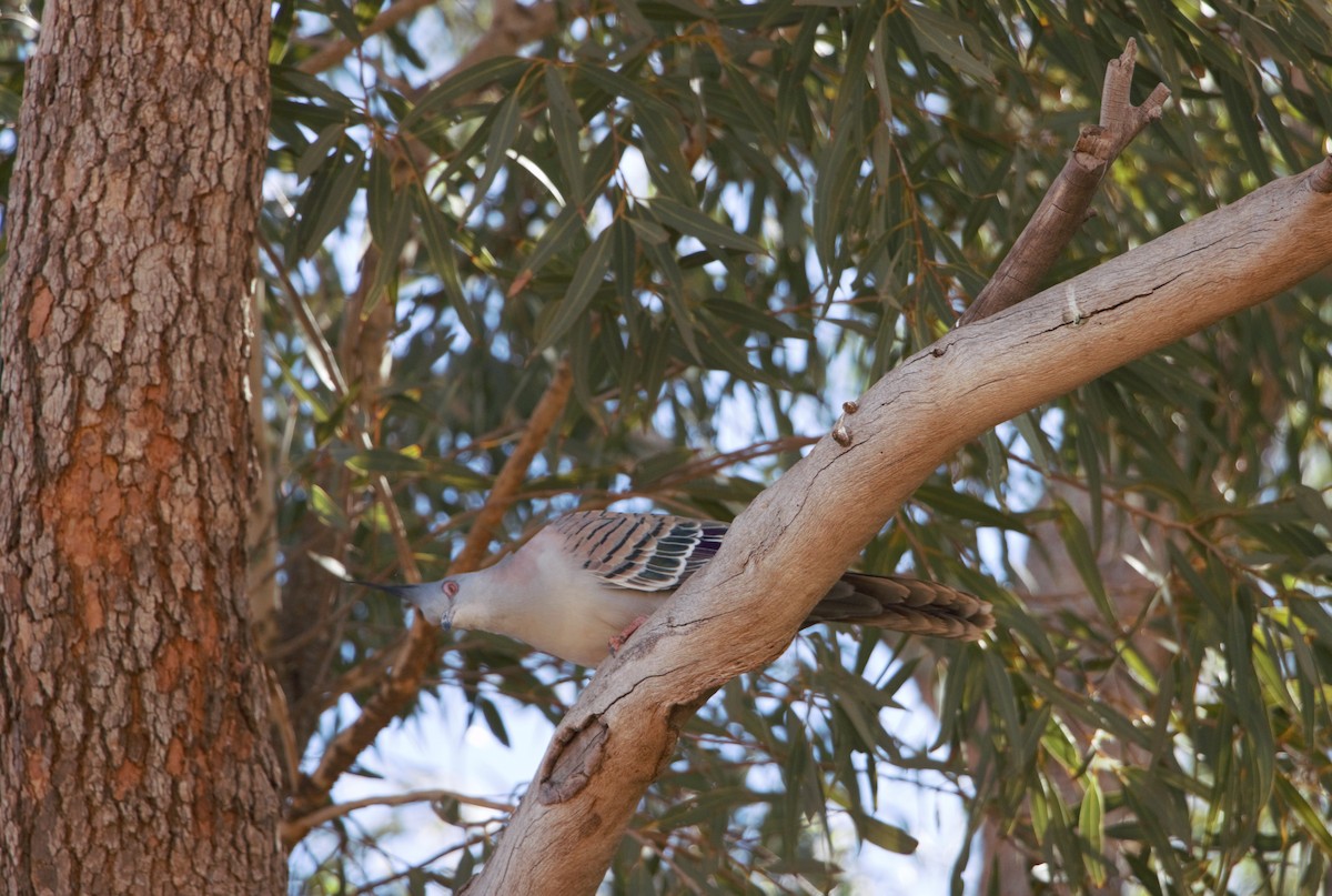 Crested Pigeon - ML103826311