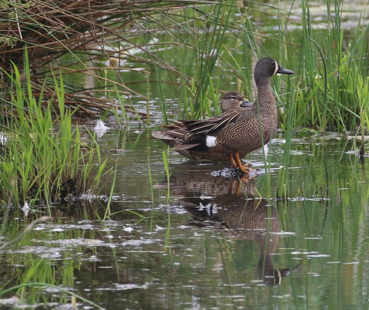 Blue-winged Teal - ML103826981
