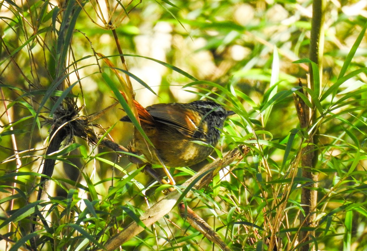 Rufous-tailed Antbird - ML103829231