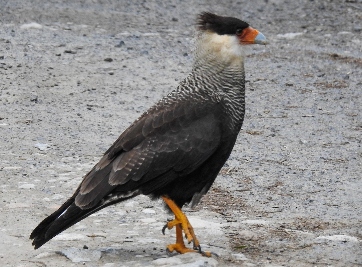 Crested Caracara (Southern) - ML103829251