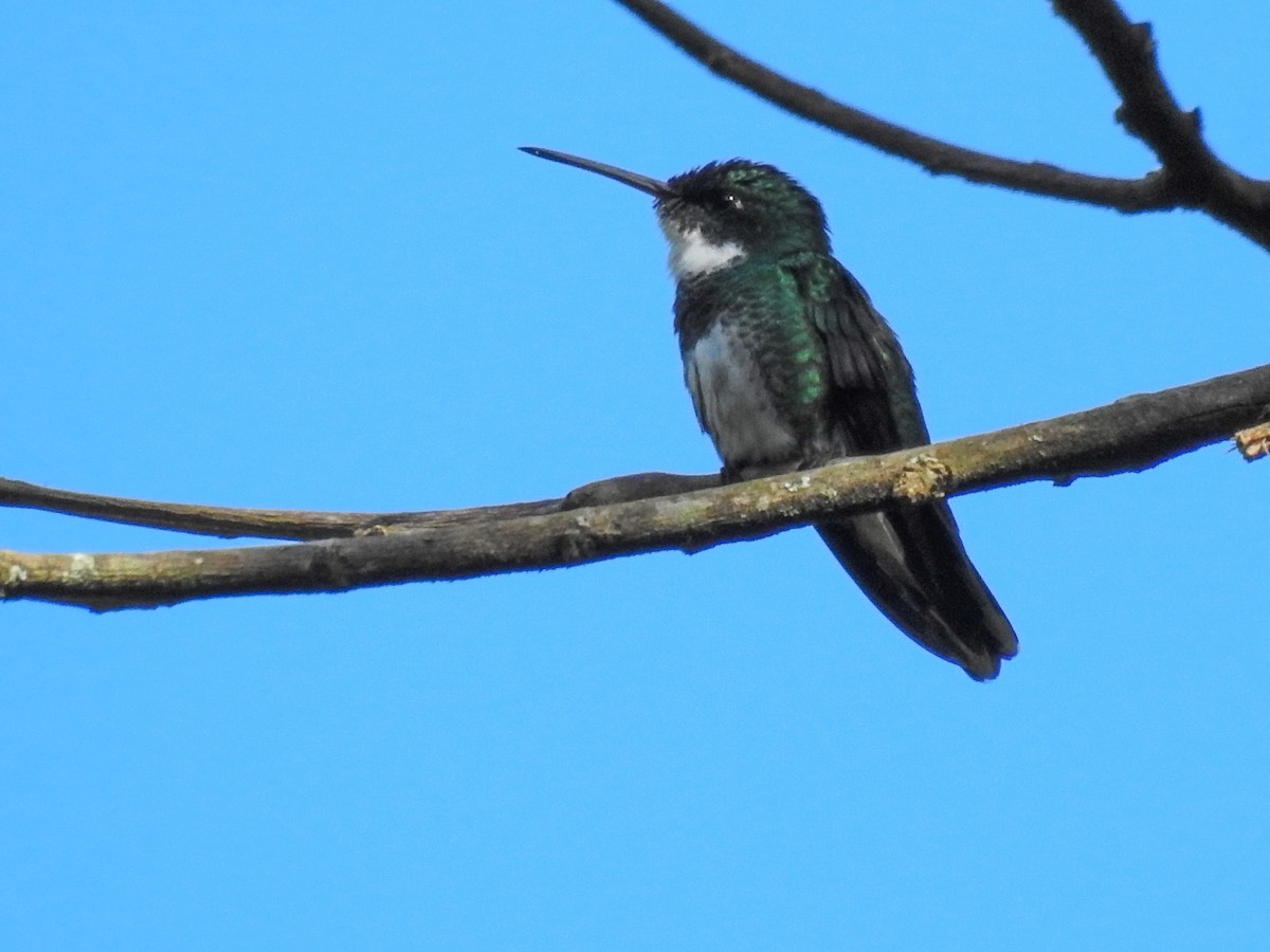 White-throated Hummingbird - Pam Rasmussen