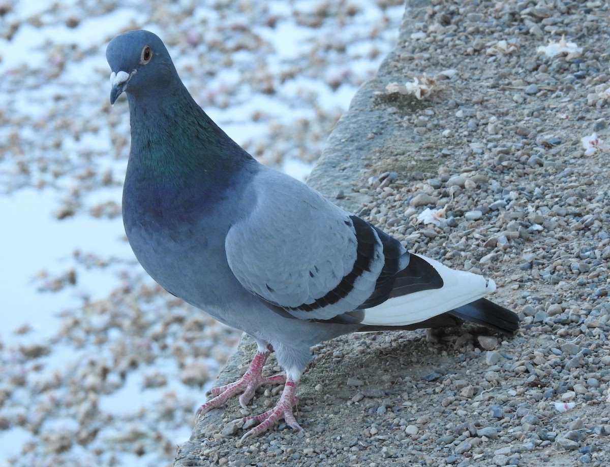 Rock Pigeon (Feral Pigeon) - Dale Floer