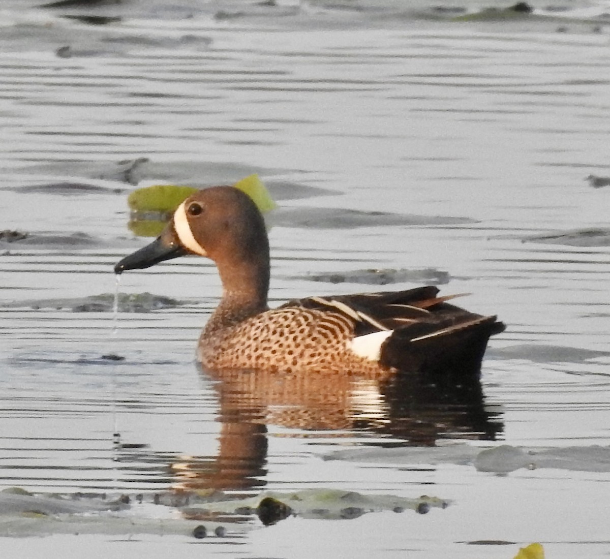 Blue-winged Teal - Cindy Burley