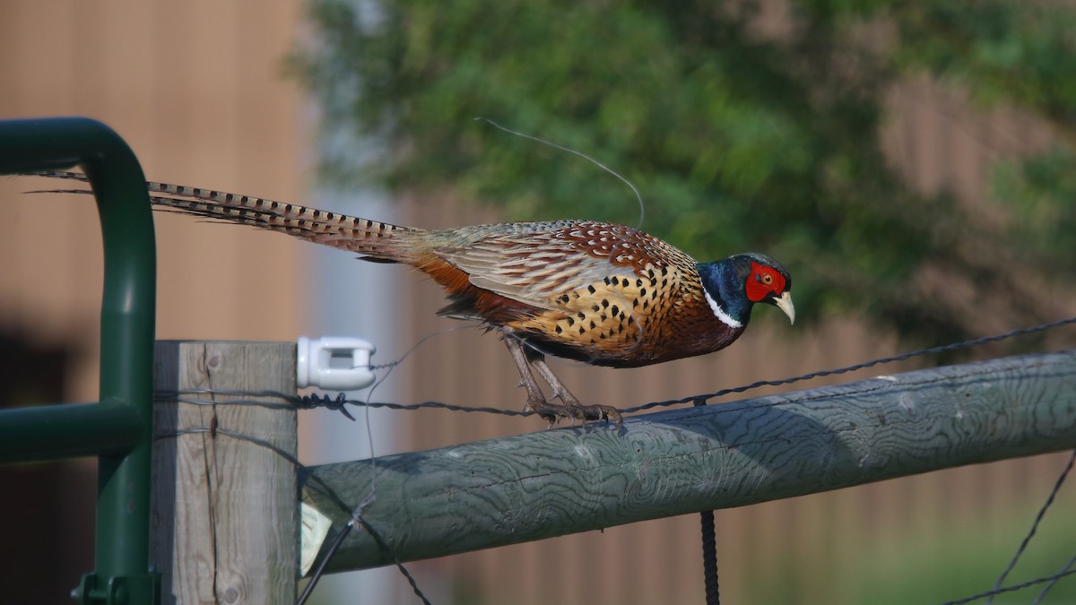 Ring-necked Pheasant - Jim Thomas