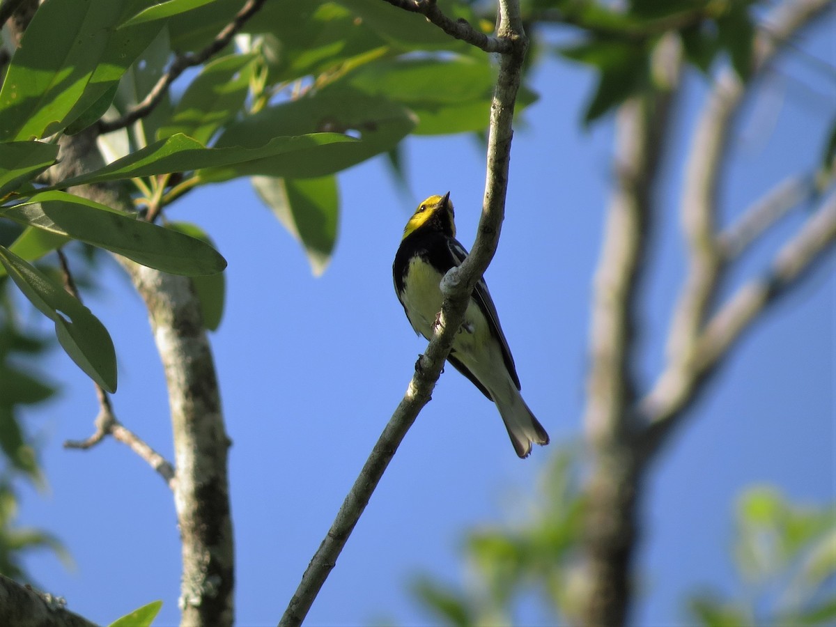 Black-throated Green Warbler - Susan Disher