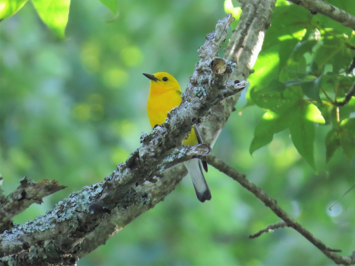 Prothonotary Warbler - Susan Disher