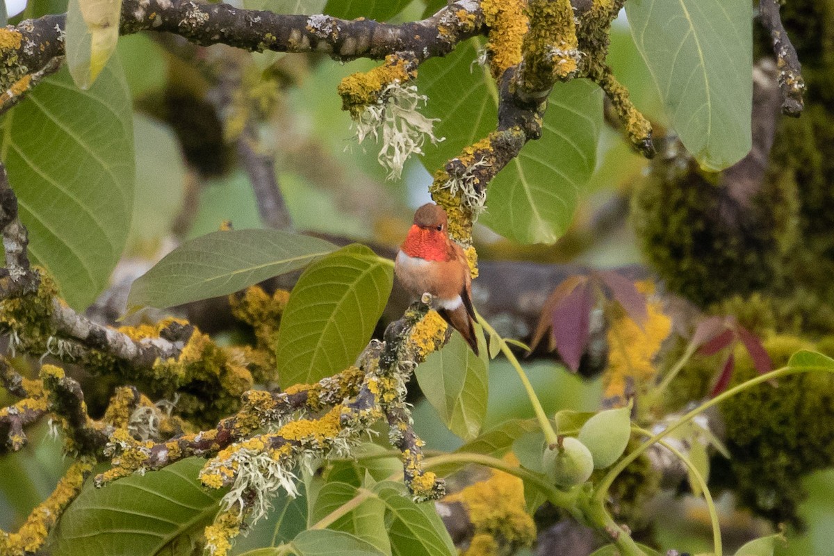 Rufous Hummingbird - Audrey Addison