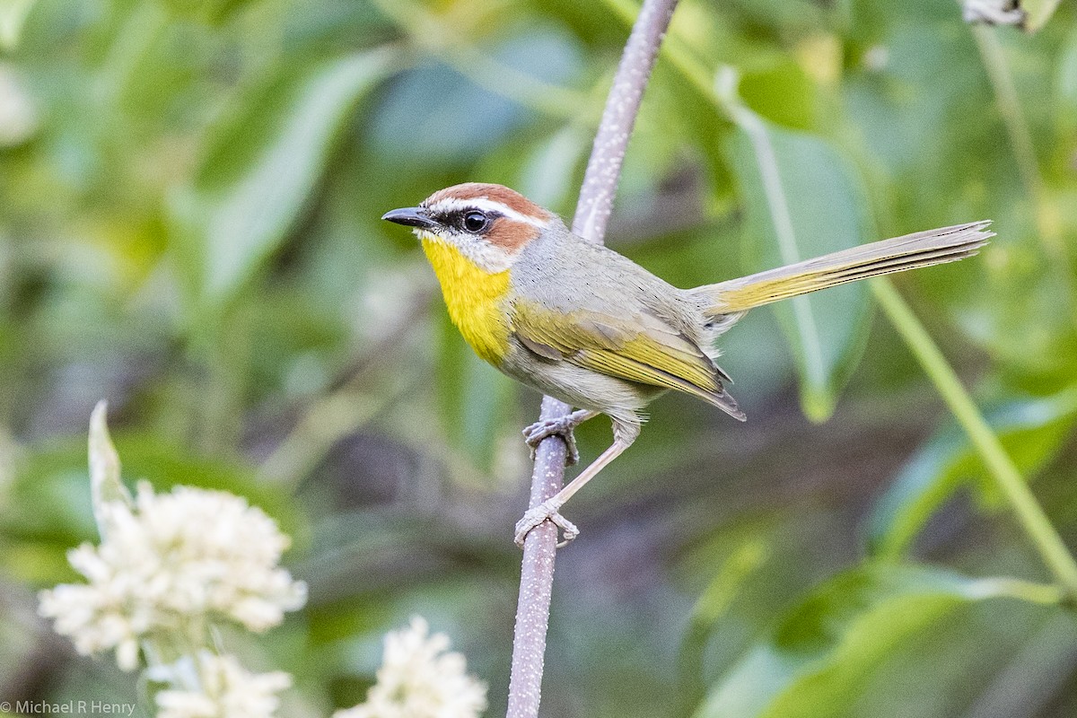 Rufous-capped Warbler - Michael Henry