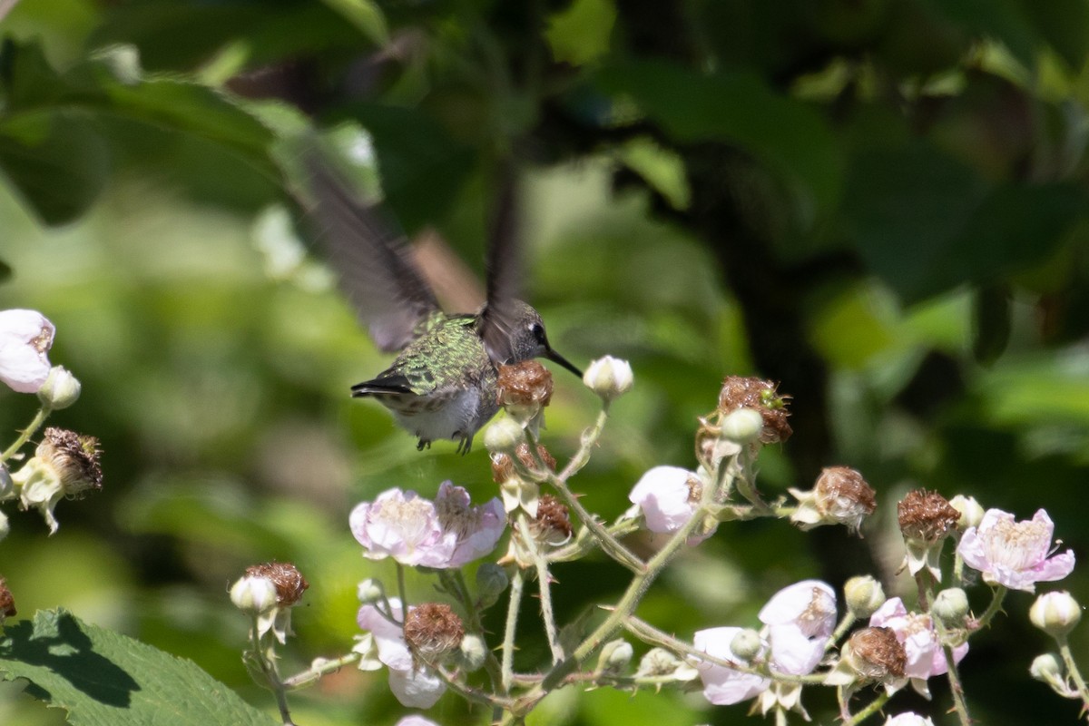 Anna's Hummingbird - ML103839941
