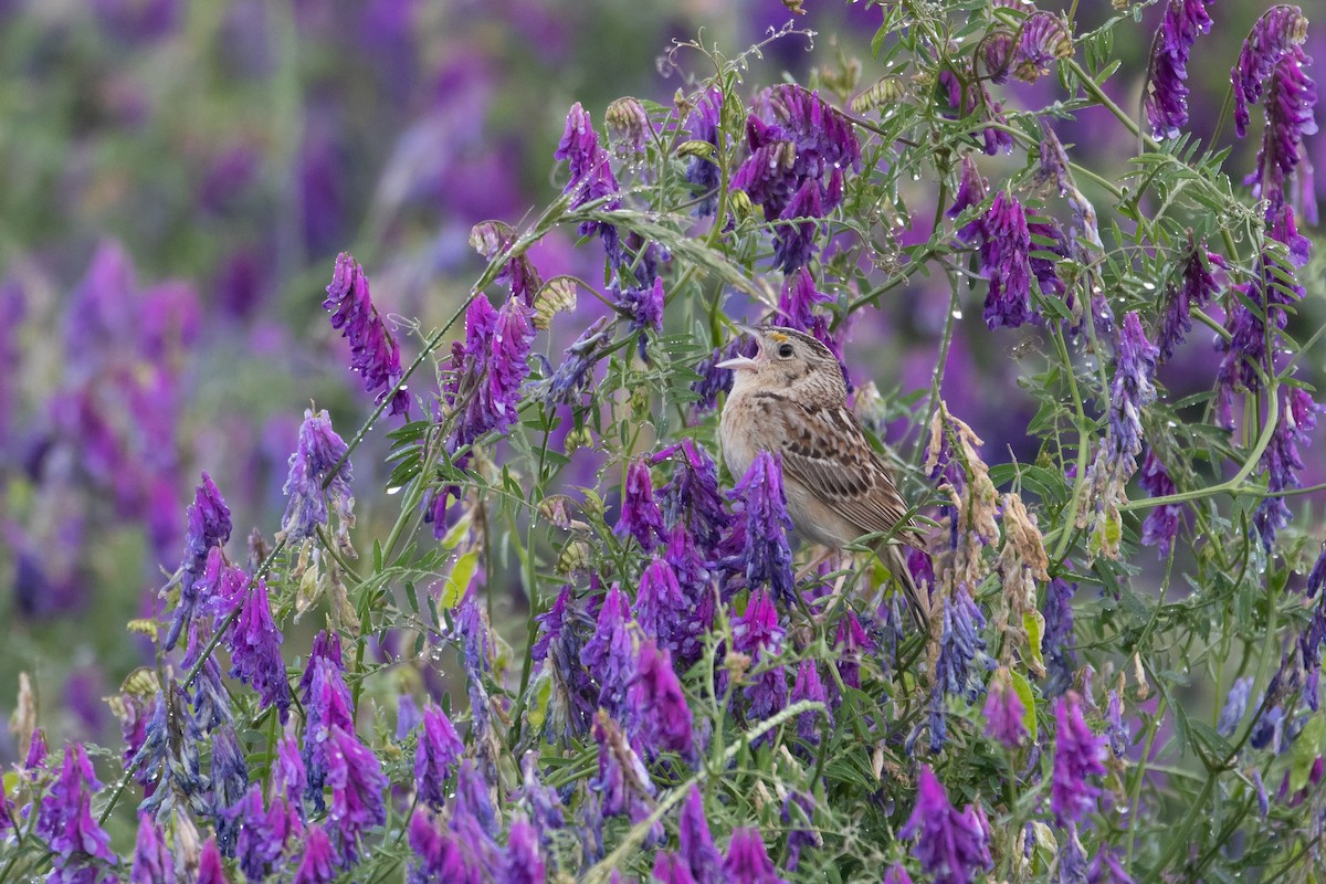 Grasshopper Sparrow - ML103840001