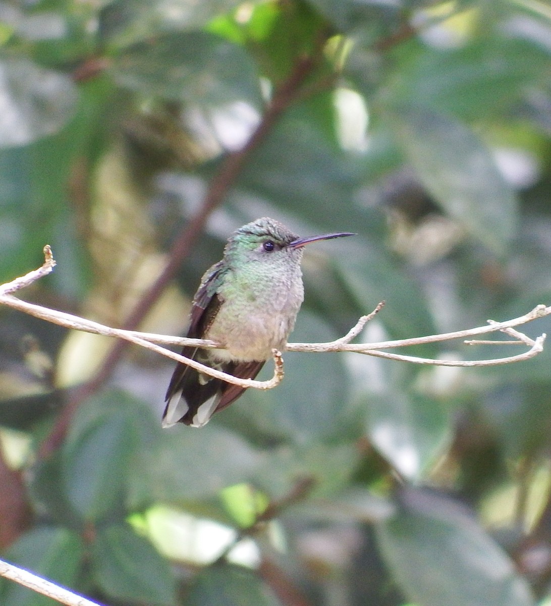 Scaly-breasted Hummingbird - ML103842981