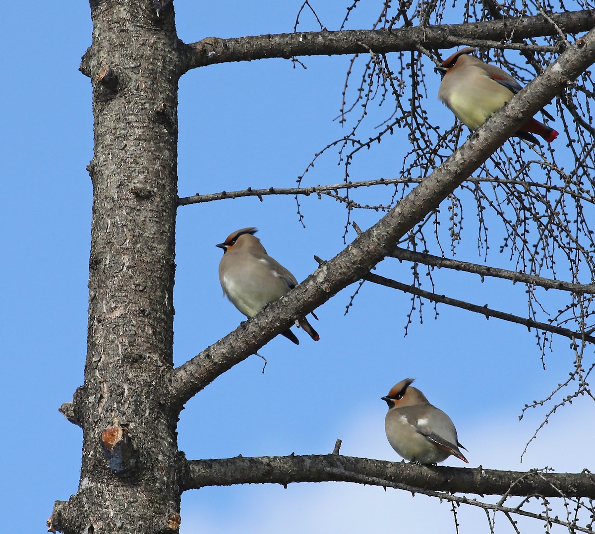 Japanese Waxwing - ML103843091