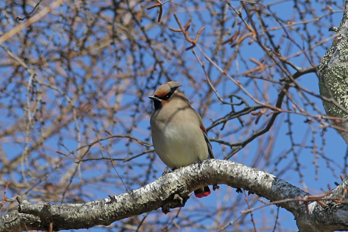 Japanese Waxwing - ML103843111