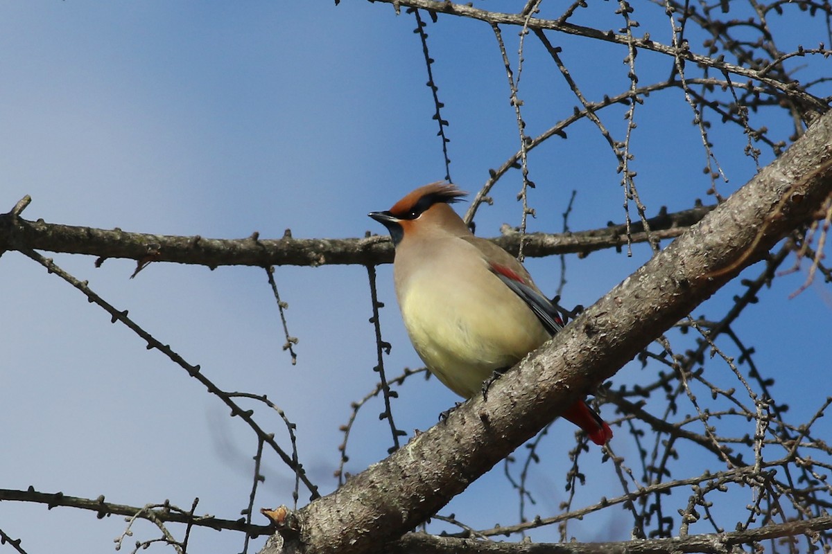 Japanese Waxwing - ML103843121