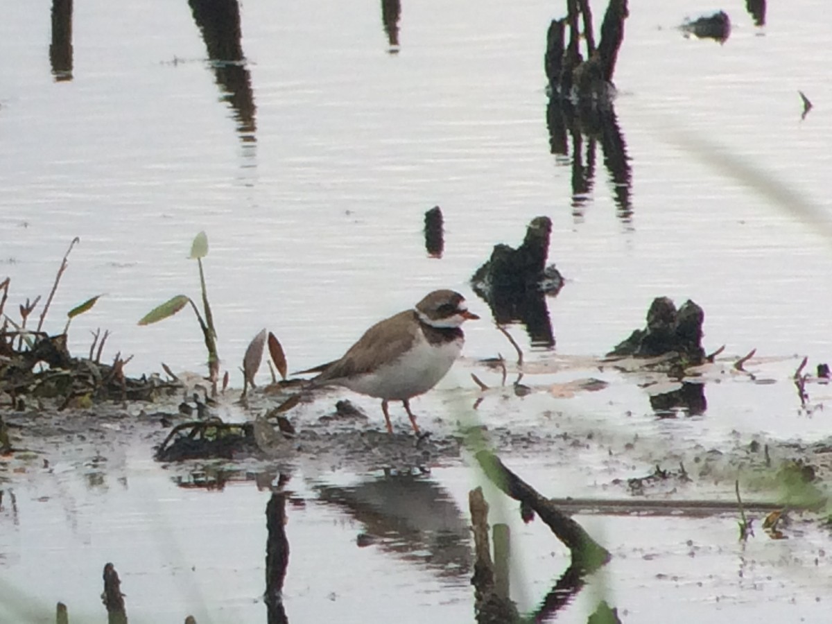 Semipalmated Plover - ML103843981