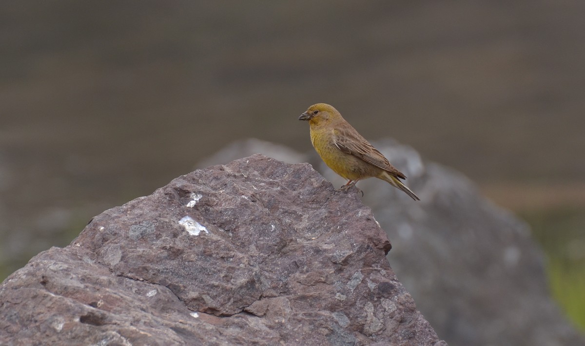Greater Yellow-Finch - ML103844001
