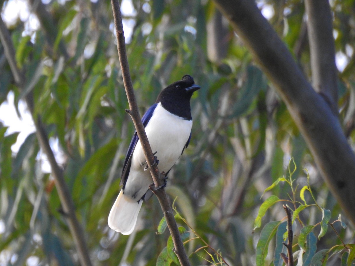 Curl-crested Jay - ML103845241