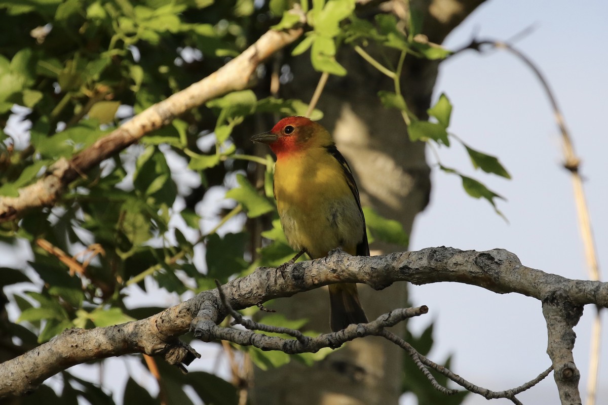 Western Tanager - ML103847431