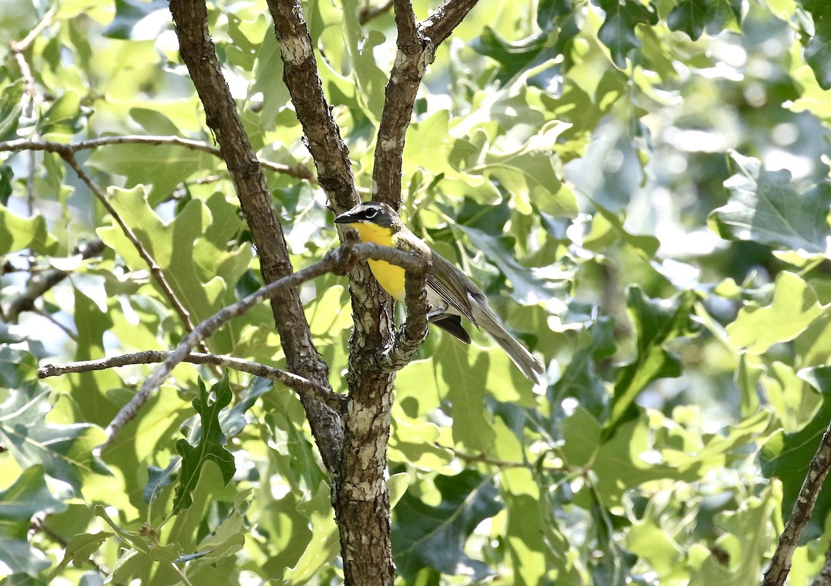 Yellow-breasted Chat - ML103847641
