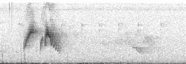 tyranovec vrbový - ML103848631