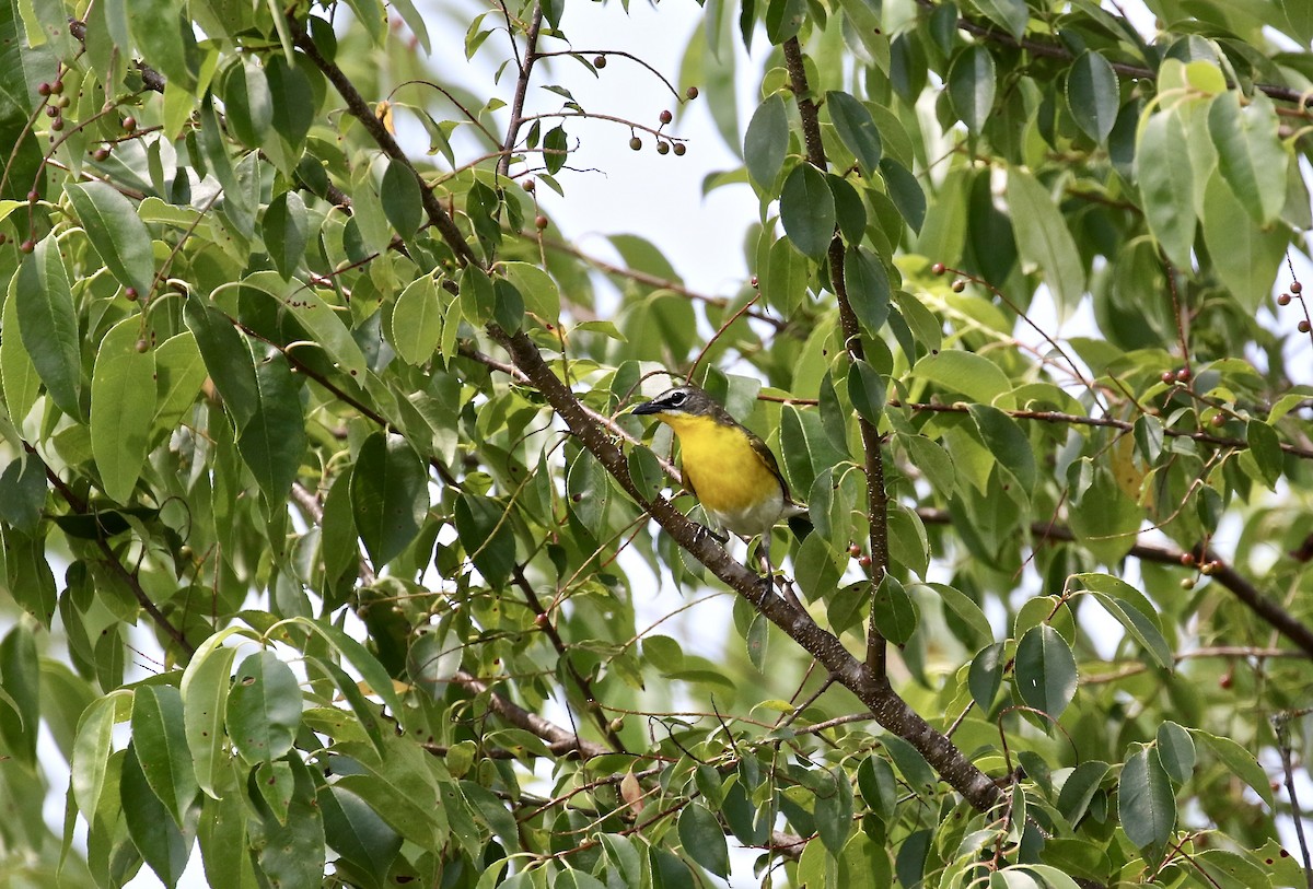 Yellow-breasted Chat - ML103849871