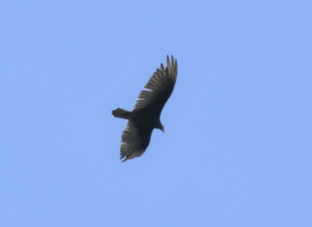 Turkey Vulture - ML103850091