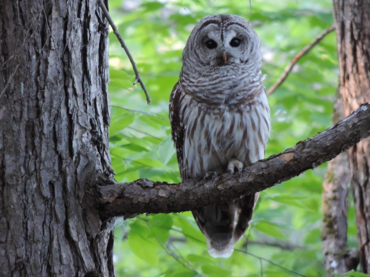 Barred Owl - Rob Speirs