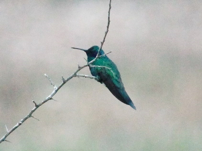kolibřík modrolící - ML103851411
