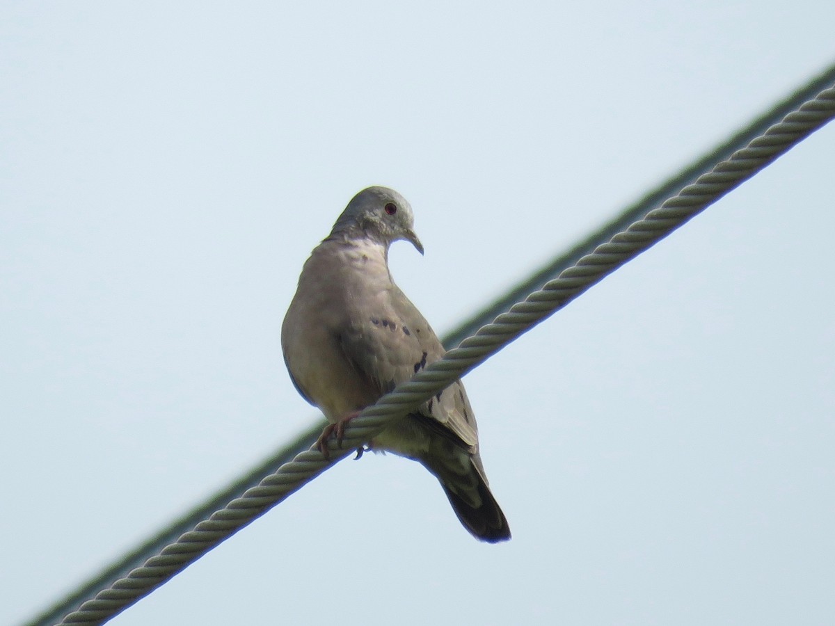 Plain-breasted Ground Dove - ML103852431