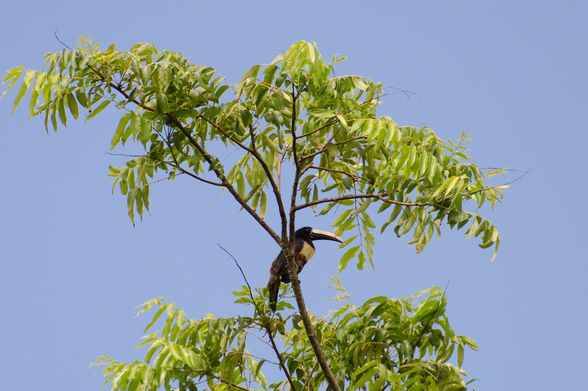 Black-necked Aracari - Marcos Eugênio Birding Guide