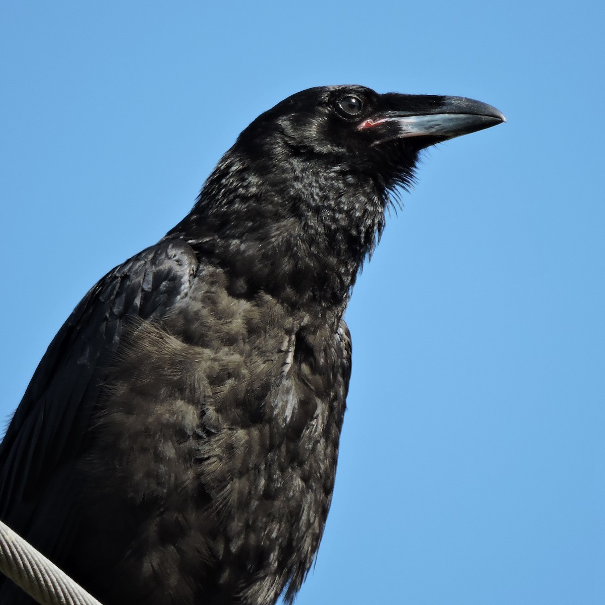 Common Raven - ML103852691