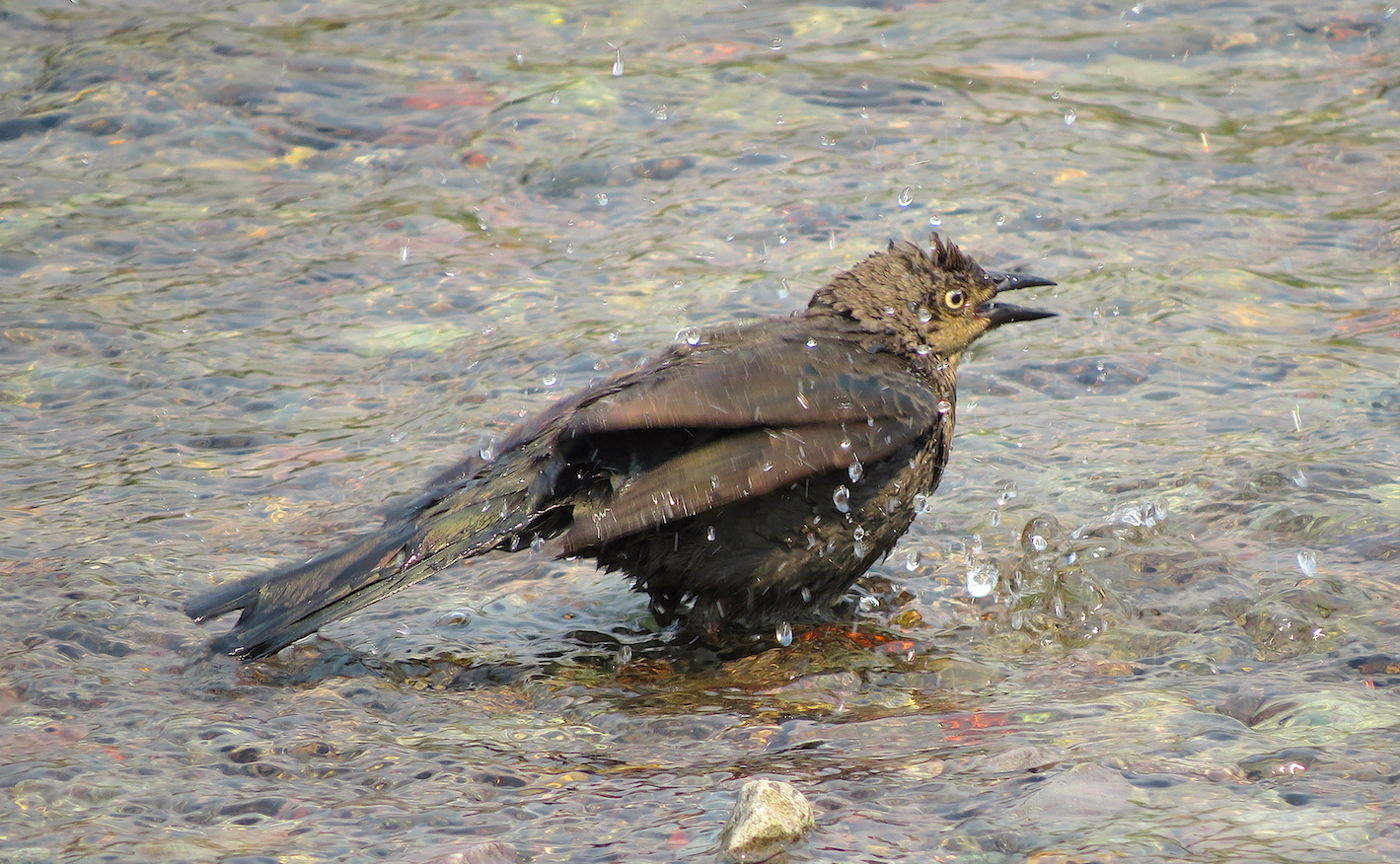 クロムクドリモドキ テリムクドリモドキ Ebird