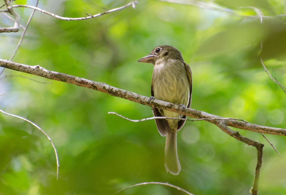 Eastern Olivaceous Flatbill - Marcos Eugênio Birding Guide