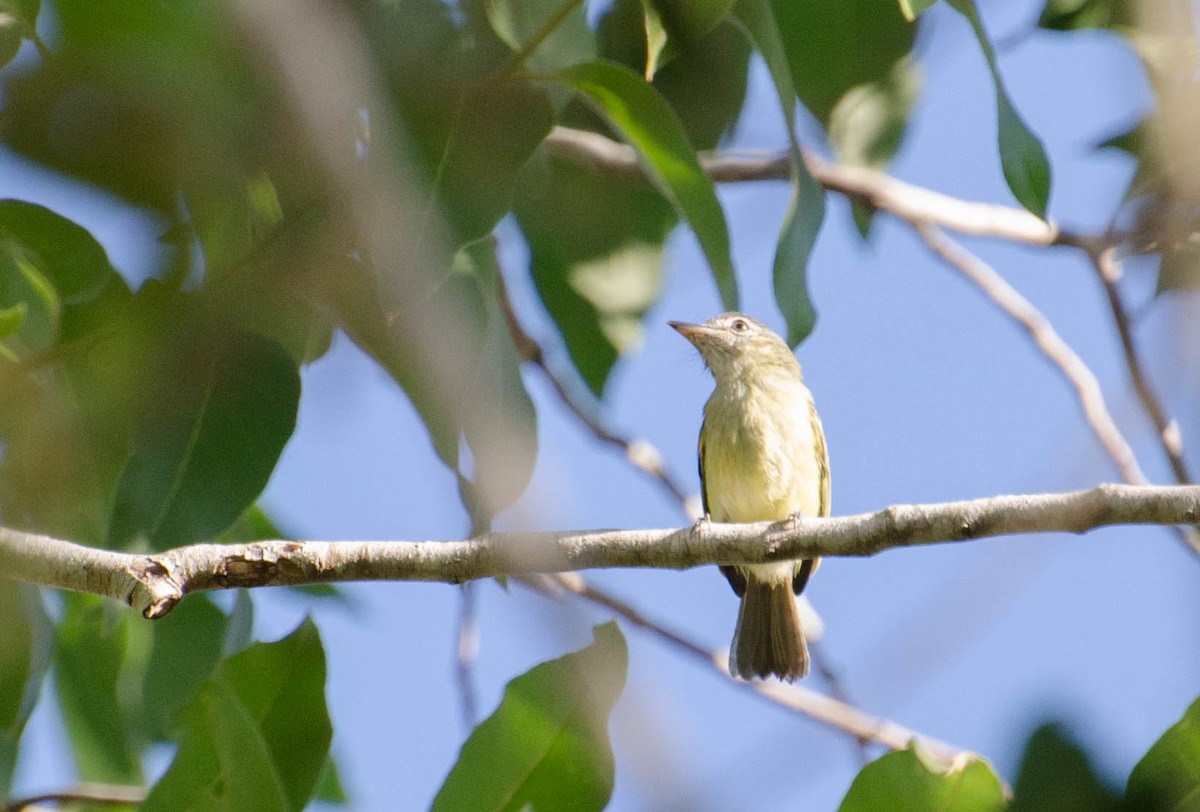 Gray-crowned Flatbill - ML103854401