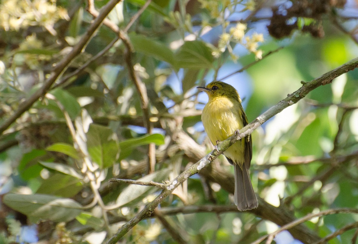 Ochre-lored Flatbill - Marcos Eugênio Birding Guide