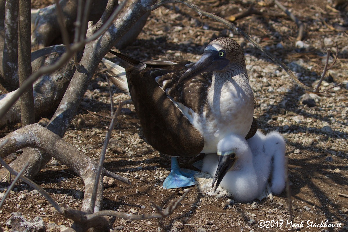 Blue-footed Booby - ML103855411