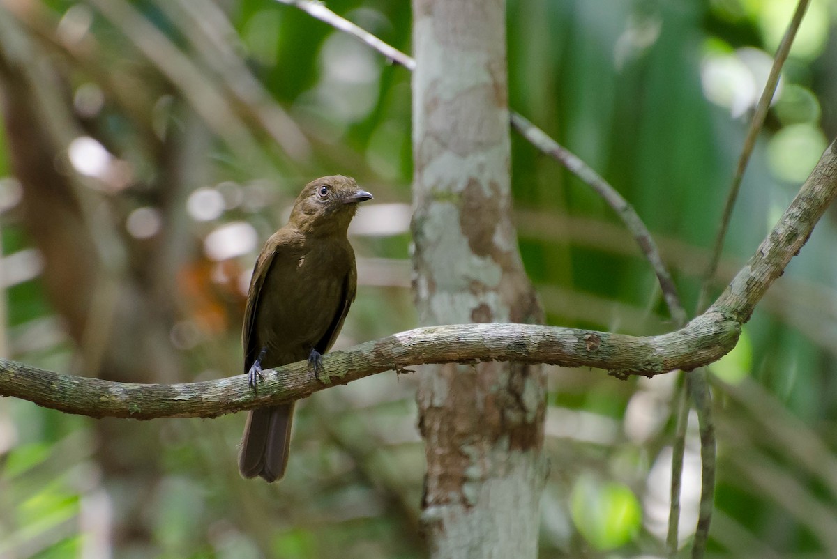 Brown-winged Schiffornis - Marcos Eugênio Birding Guide
