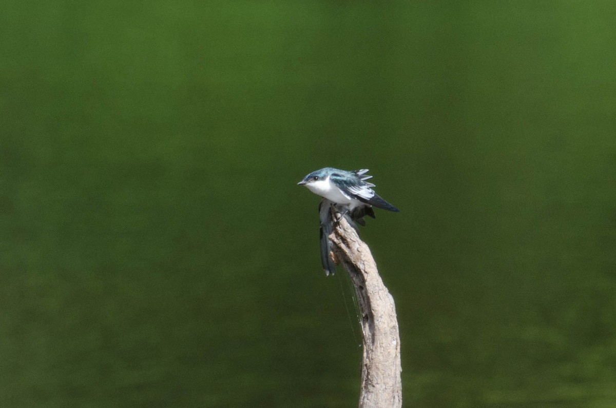 White-winged Swallow - Marcos Eugênio Birding Guide