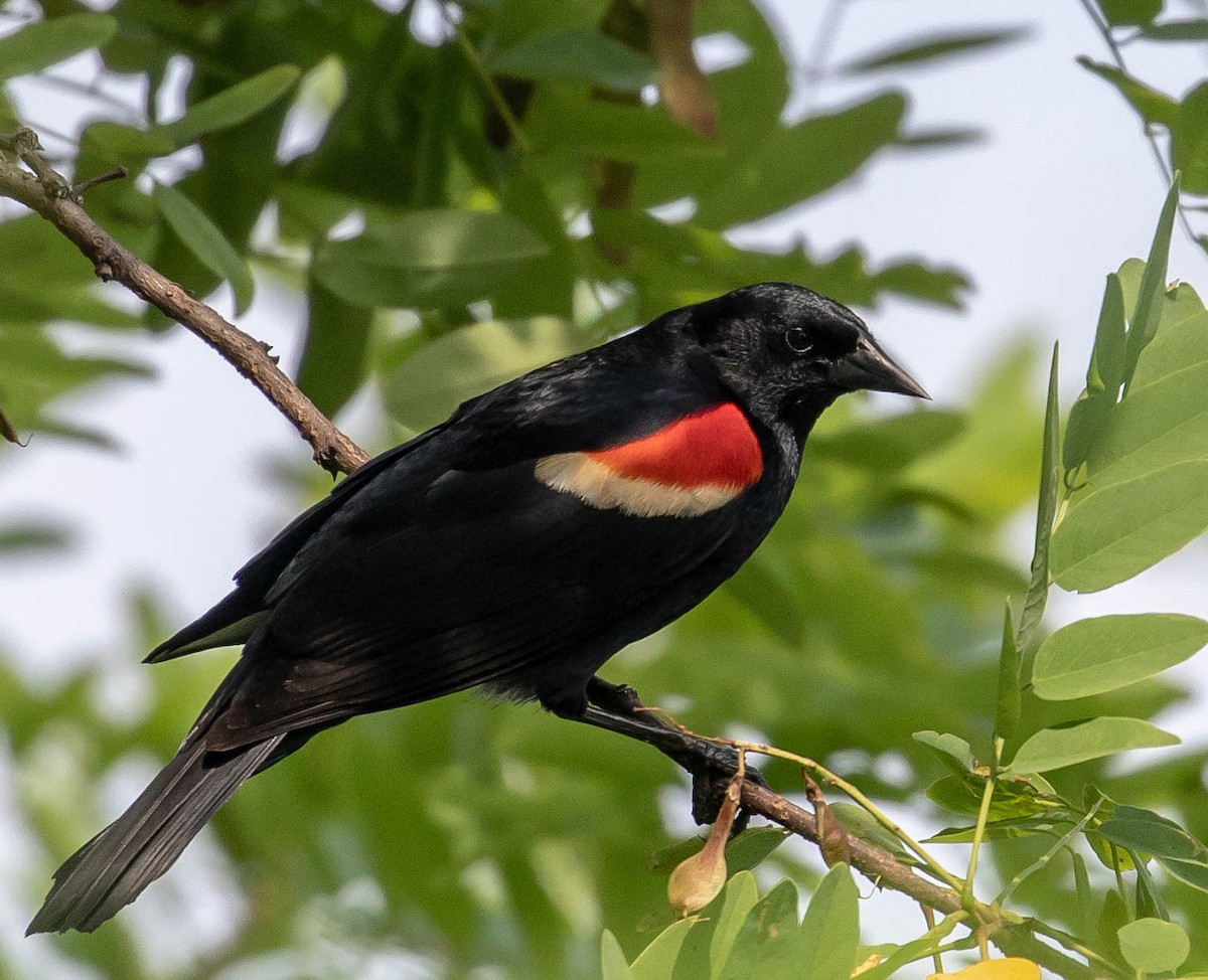 Red-winged Blackbird - ML103855871