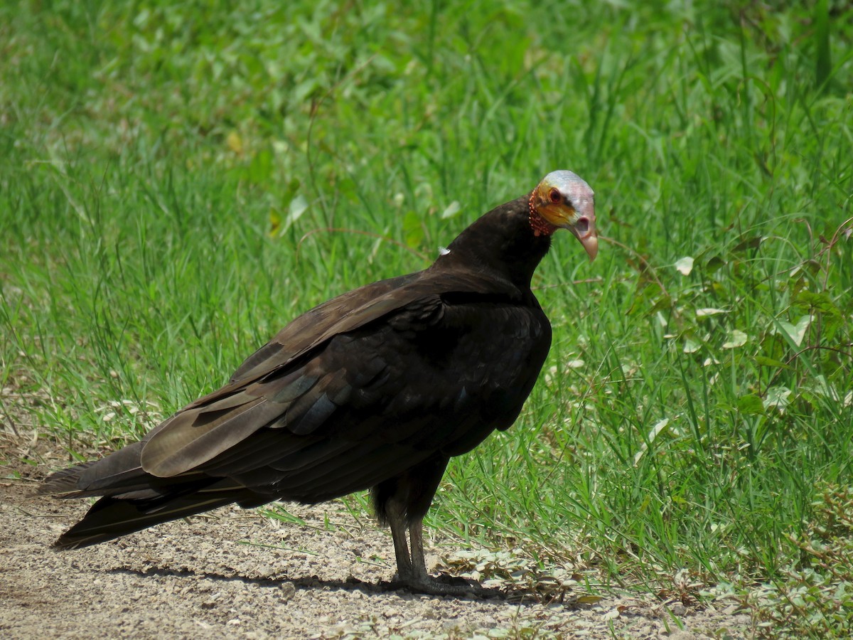 Lesser Yellow-headed Vulture - ML103856831