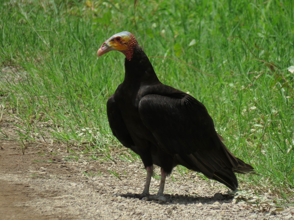 Lesser Yellow-headed Vulture - ML103857451