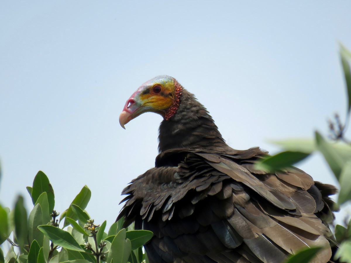 Lesser Yellow-headed Vulture - ML103857541