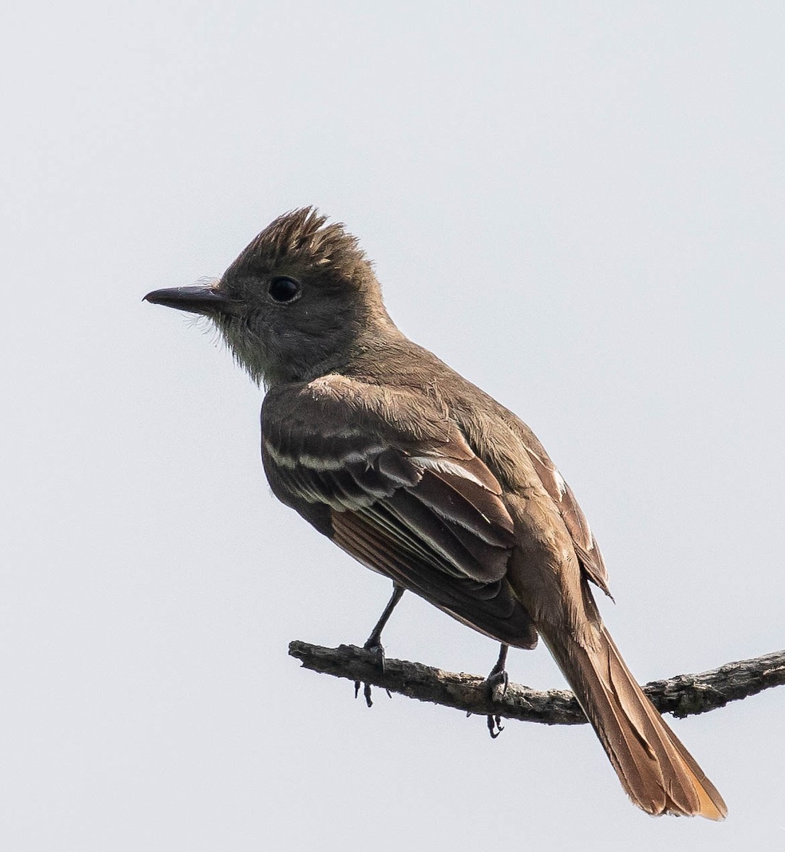 Great Crested Flycatcher - ML103858001