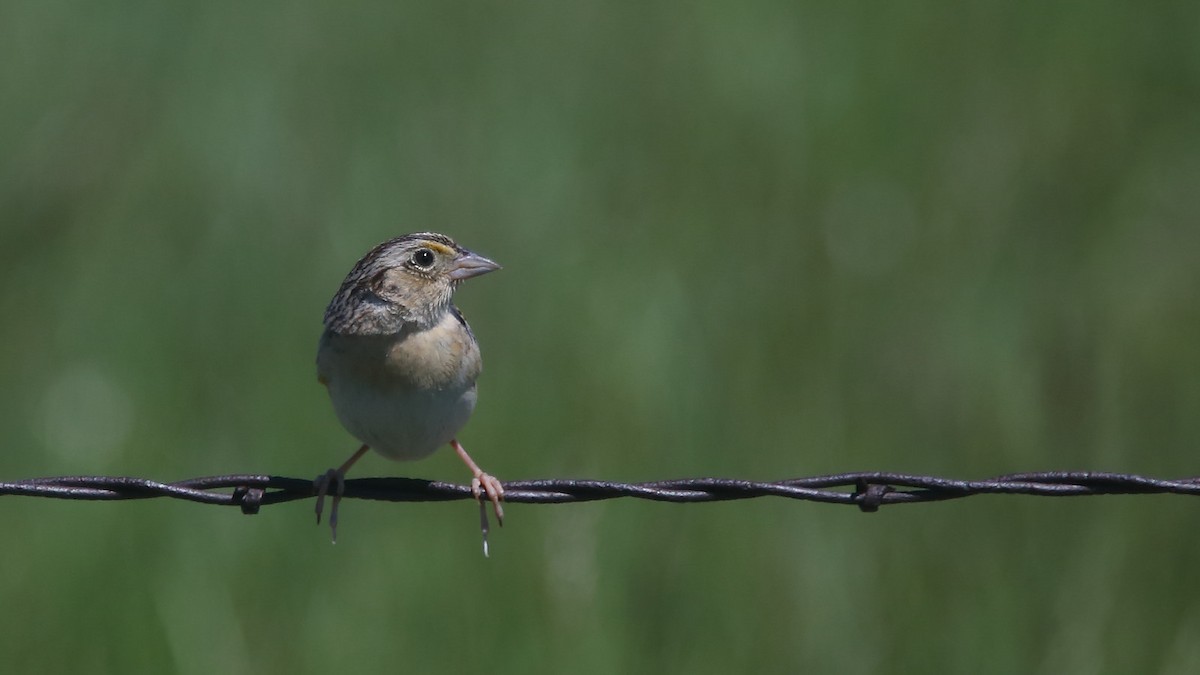 Grasshopper Sparrow - Jim Thomas