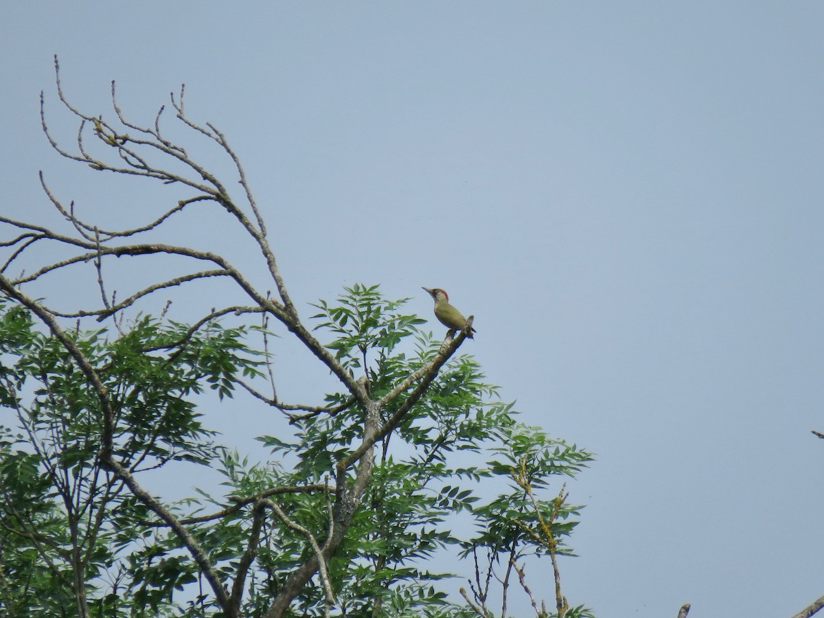 Eurasian Green Woodpecker (Eurasian) - Joel Eckerson