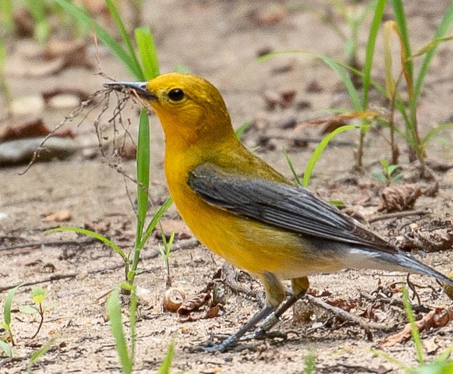 Prothonotary Warbler - Bill Wood
